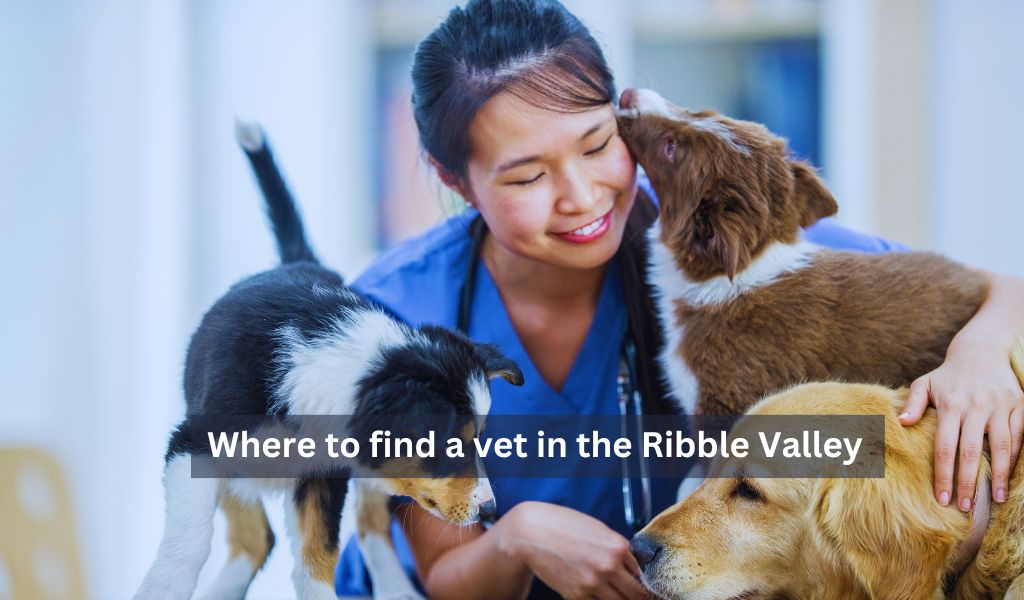 Where to find a vet in the Ribble Valley